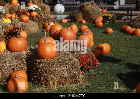 Esposizione a zucche, crisantemi e balle di fieno su un prato verde Foto Stock