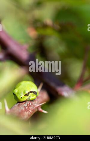 Singolo albero rana su blackberry Bush Foto Stock