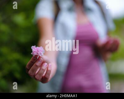 Albero sakura in fiore, fiore sakura rosa nelle mani della donna, atmosfera di unità con la natura, fiore delicato in mano Foto Stock