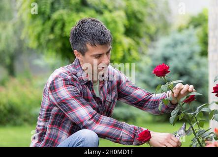 Bel giardiniere giovane con forbici che tiene bella rosa rossa in giardino Foto Stock