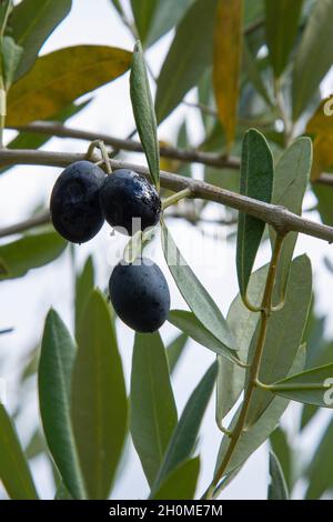 Olive nere su un olivo in autunno in Italia Foto Stock