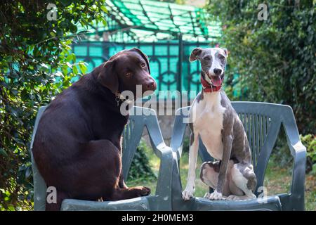 Due amici Whippet e Labrador in giardino in estate Foto Stock