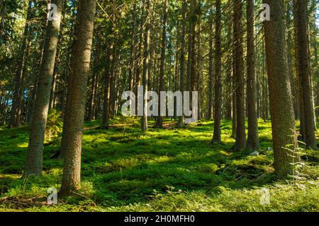 Foresta con sole luminoso che brilla attraverso gli alberi coperti di muschio verde. Foto Stock