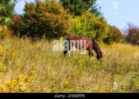 I pony selvaggi vagano per l'area panoramica che pascola dalla terra panoramica del Grayson Highlands state Park in Virginia, USA Foto Stock