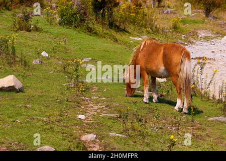 I pony selvaggi vagano per l'area panoramica che pascola dalla terra panoramica del Grayson Highlands state Park in Virginia, USA Foto Stock