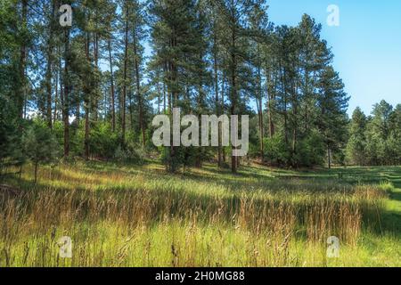 Lincoln National Forest, New Mexico, USA Foto Stock