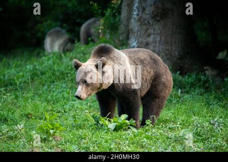 Orsi bruni europei in Transilvania (Baile Homorod, Romania) Foto Stock