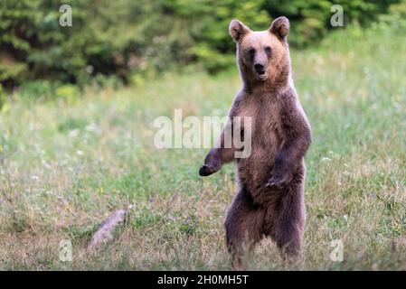 Orsi bruni europei in Transilvania (Baile Homorod, Romania) Foto Stock