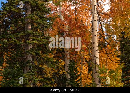 Powder Mountain, Utah - Settembre 2021 Foto Stock