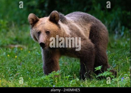 Orsi bruni europei in Transilvania (Baile Homorod, Romania) Foto Stock