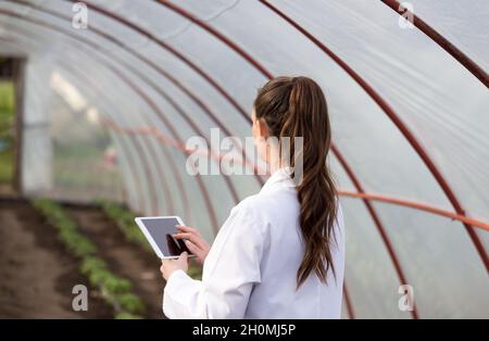 Giovane donna graziosa agronomista che tiene la compressa in serra con piantine di pomodoro in background Foto Stock