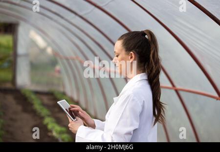 Giovane donna graziosa agronomista che tiene la compressa in serra con piantine di pomodoro in background Foto Stock