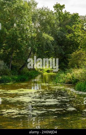 Scenario idilliaco del fiume Stour con acqua ferma, alberi sospesi, canne e erba alta sulla riva del fiume vicino Flatford Mill, Suffolk, Inghilterra. Foto Stock