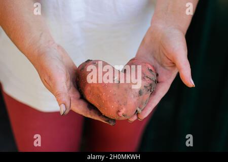 Mano femmina che tiene una patata rosa a forma di cuore. Agricoltore che tiene in mano il raccolto di patate su sfondo nero scuro. Ortaggi biologici. Farmin Foto Stock