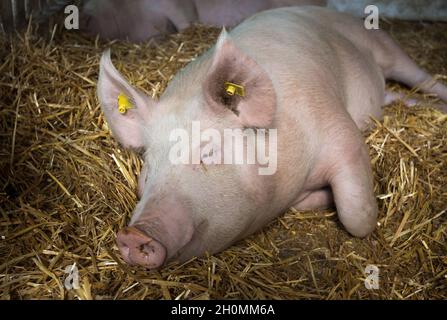 Maiale (porco bianco grande) che dorme su paglia in penna Foto Stock