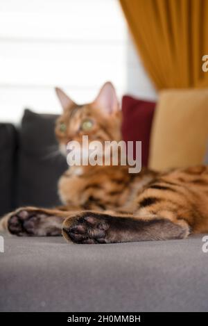 Il gatto rilassato sta riposando su un divano grigio. Concentratevi sulle zampe Foto Stock