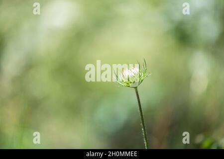 singolo cardo in fiore su sfondo sfocato verde Foto Stock