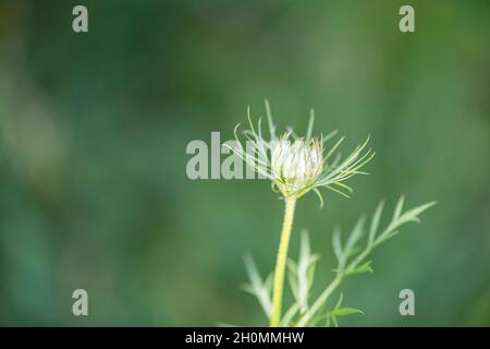 singolo cardo in fiore su sfondo sfocato verde Foto Stock