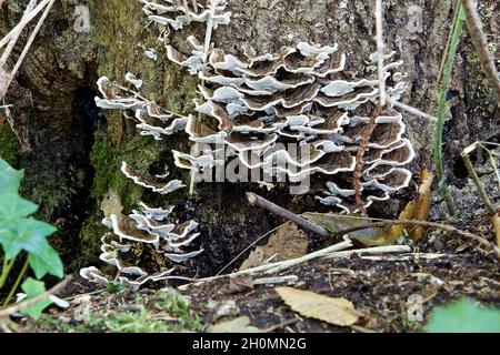 Funghi - coda di tacchino Foto Stock