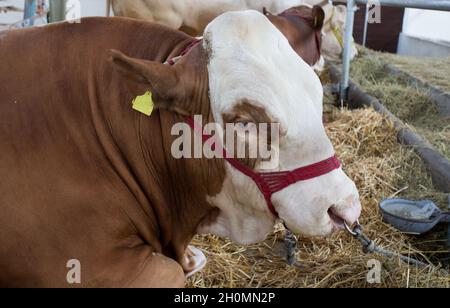 Ritratto di toro (bestiame simmentale) giacente su paglia in stalla vacca Foto Stock