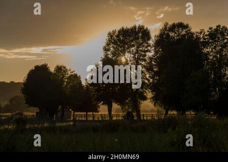 silhouette ad albero con luce arancione da sera Foto Stock
