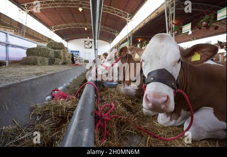 Fila di vacche Simmental che giacciono sulla paglia nella stalla della mucca Foto Stock