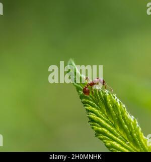 single formica che sale su una foglia verde Foto Stock