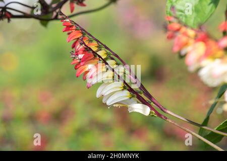 Primo piano della vigna del fuoco (ipomoea lobata) fiori in fiore Foto Stock