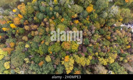 Vista aerea della magnifica foresta in vivaci colori autunnali. Foto Stock