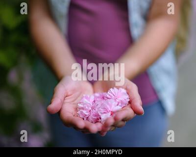 Albero sakura in fiore, fiore sakura rosa nelle mani della donna, atmosfera di unità con la natura, fiore delicato in mano Foto Stock