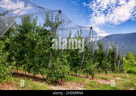 File di meli con mele verdi in frutteto in Alto Adige, Italia settentrionale Foto Stock