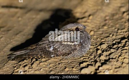 Il coraggioso nightjar europeo (Caprimulgus europaeus) si siede e riposa sulla strada forestale nella notte di primavera Foto Stock