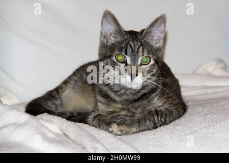Gatto domestico con grandi occhi verdi Foto Stock