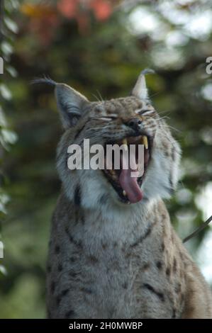 Lynx eurasiatica (lynx lynx) sull'albero - il gatto selvatico di medie dimensioni era una volta diffuso in tutta l'Europa continentale Foto Stock