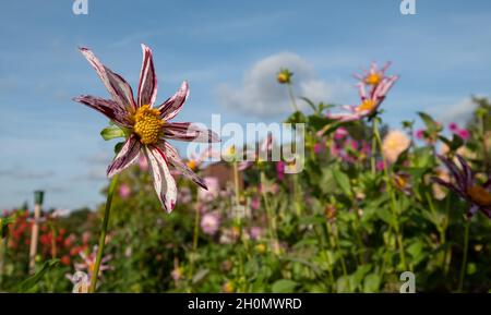 Splendidi fiori di dahlia a forma di stella dal nome Destiny's Teacher, fotografati contro un cielo azzurro nel giardino RHS Wisley, Surrey UK. Foto Stock