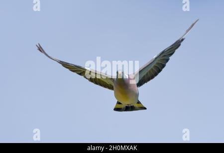 Piccione di legno comune (Columba Palumbus) in arrivo in volo nel cielo blu con le ali allungate Foto Stock