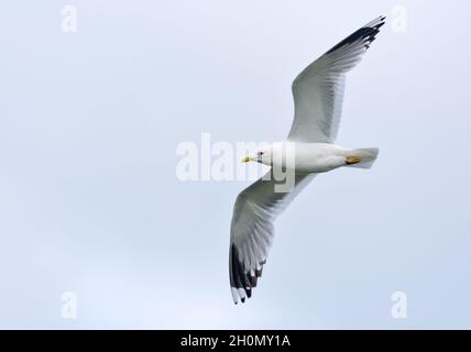 Gabbiano comune adulto (Larus canus) in volo con ali allungate e cielo sovrastato Foto Stock