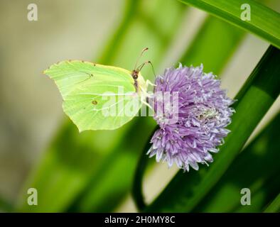 Il comune Brimstone Butterfly - (Gonepteryx rhamni) che si nutrono di nettare da un fiore di erba cipollina viola in un giardino - East Yorkshire, Inghilterra Foto Stock