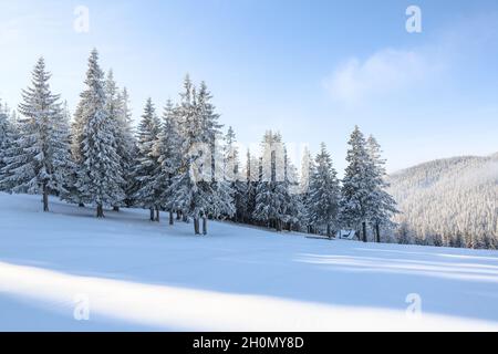 Scenario invernale in una fredda giornata di sole. Prato coperto di neve bianca. Paesaggio di alte montagne, foresta e cielo blu. Sfondo nevoso. Posizione Foto Stock