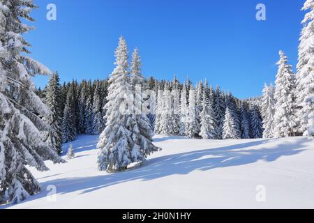 Bellissimo paesaggio sulla fredda mattina d'inverno. Alberi di pino nelle nevicate. Prato e foreste. Sfondo nevoso. Paesaggio naturale. Posizione posizionare il C Foto Stock