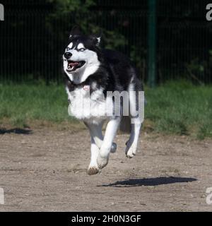 Ritratto di un cane Husky in azione Foto Stock