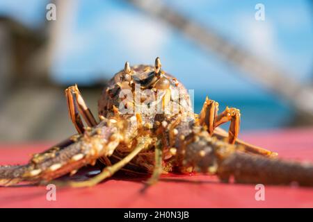 Guscio di un'aragosta spinosa caraibica. Le aragoste spinose caraibiche crescono con la muta, si spostano fuori dai loro vecchi gusci mentre allo stesso tempo assorbono acqua, che espande le loro dimensioni del corpo; muta circa 25 volte nei loro primi 5-7 anni di vita, poi una volta all'anno quando sono più vecchi. Belize. Foto Stock