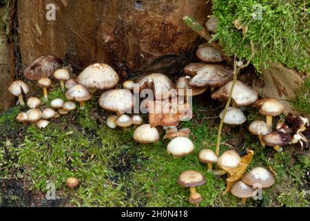 Piccoli funghi non commestibili in una foresta di larice, a metà ottobre. Foto Stock