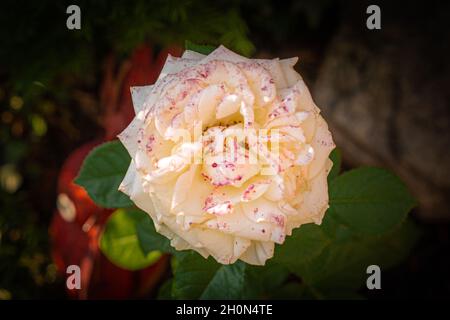 foto ravvicinata della fioritura delle rose con foglie verdi Foto Stock