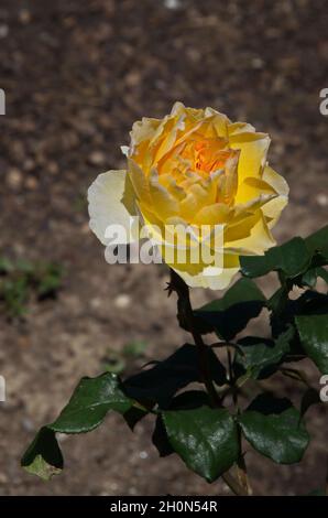 Fiore rosa cespuglio con fiori gialli nel giardino di rose, Sofia, Bulgaria Foto Stock