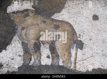 Grande Palazzo di Costantinopoli (epoca romana orientale). Particolare di uno dei mosaici che decorava i pavimenti. Leonessa e cubetti. iv-vi secolo. Grea Foto Stock