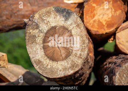 tronchi di legno impilati, alberi abbattuti Foto Stock