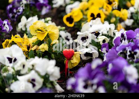 Pansies fiori, piante colorate sul letto. Un sacco di fiori colorati l'uno accanto all'altro. Foto Stock