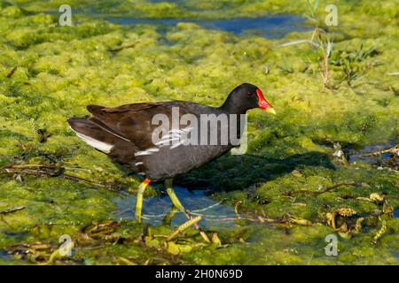 I polli d'acqua (Rallidae) sono una famiglia appartenente all'ordine dei mirtilli. Si sono diffusi in tutto il mondo. Coste, paludi e zone umide sono il loro habitat Foto Stock