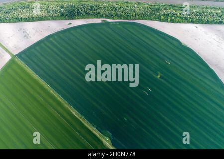 Vista aerea del sistema di perno centrale di irrigazione su campo di grano di forma rotonda in primavera sparare dal drone Foto Stock